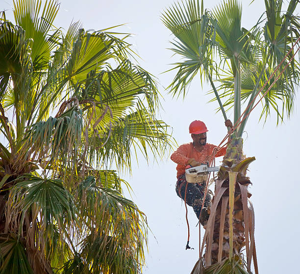 Dead Tree Removal in San Diego Country Estates, CA